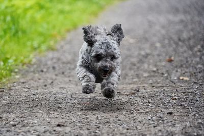 Dog running on road