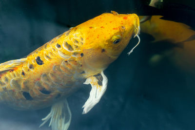 Close-up of fish swimming in sea