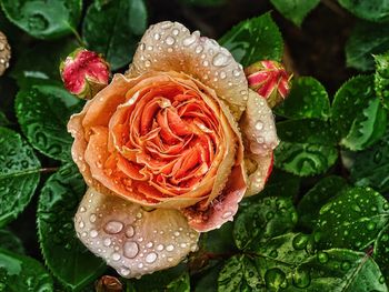 Close-up of rose with dew drops