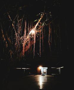 Illuminated trees in city at night