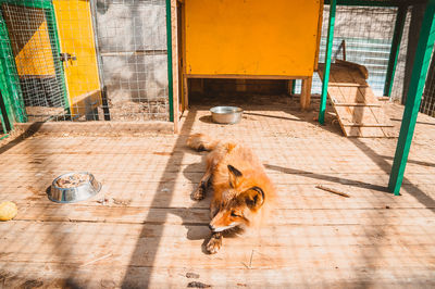 The fox is lying on the floor in his cage. the situation in the enclosure for keeping a predator 