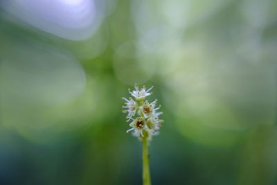 Close-up of flowering plant