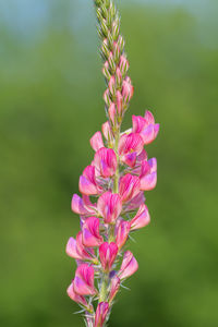 Close up of a common sainfoin flower in bloom