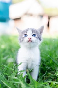 Portrait of white cat on field