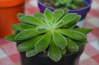 Close-up of potted plant