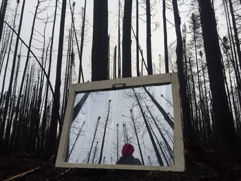 tree