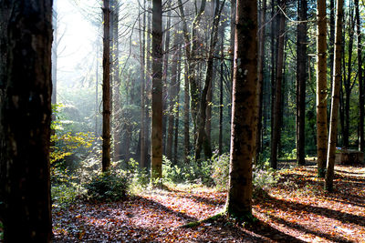 Trees in forest