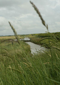 Close-up of golf course against sky