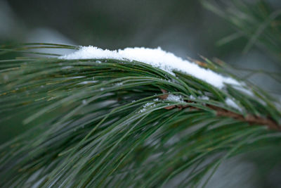 Close-up of pine tree during winter