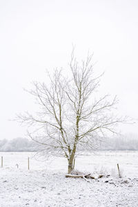 Bare tree by water against clear sky