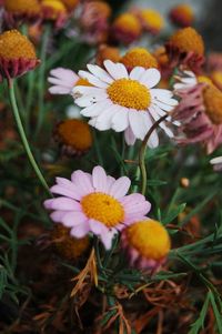 Close-up of daisy blooming outdoors