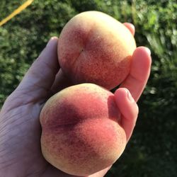 Close-up of hand holding apple