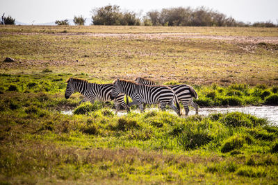 Zebras on a field