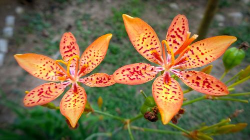 Close-up of flowers