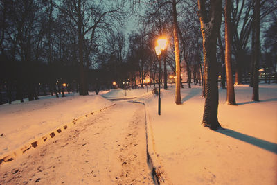 Trees on snow covered field during winter