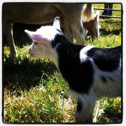 Sheep grazing on grassy field