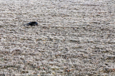 Full fame shot of frosted field