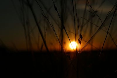 Silhouette trees against sky during sunset