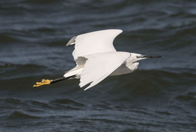 Bird flying over the sea