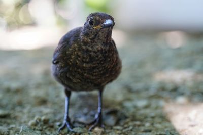 Close-up portrait of bird