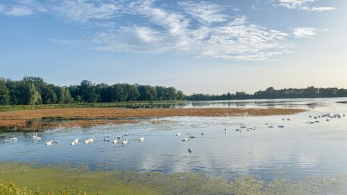 Birds in a lake