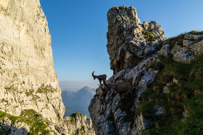 Alpine ibex