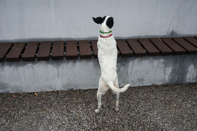 Close-up of white dog