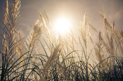 Close-up of wheat growing on field against sky