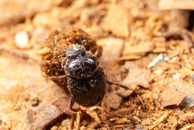 Close-up of insect on land