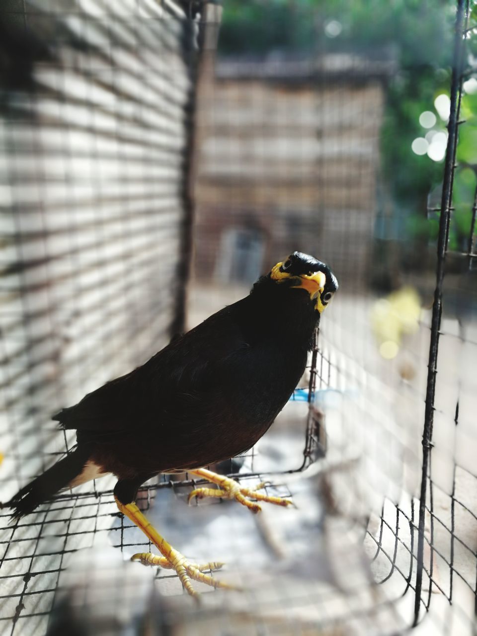 bird, animal themes, animal, vertebrate, animal wildlife, animals in the wild, one animal, perching, day, no people, focus on foreground, architecture, outdoors, yellow, built structure, selective focus, close-up, nature, full length, beak