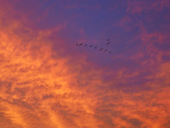 Low angle view of silhouette birds flying against sunset sky