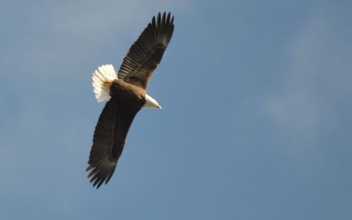 Eagle in flight