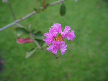 Close-up of flower blooming outdoors