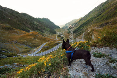 French bulldog against mountain winding road