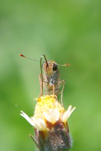 Close-up of insect pollinating on flower