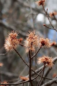 Close-up of wilted plant