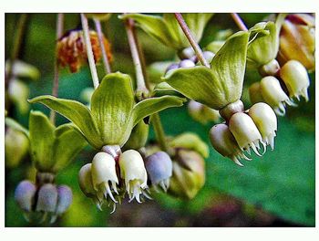 Close-up of plant