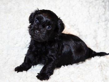 Portrait of black dog sitting on floor