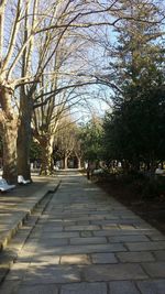 Walkway amidst trees against sky