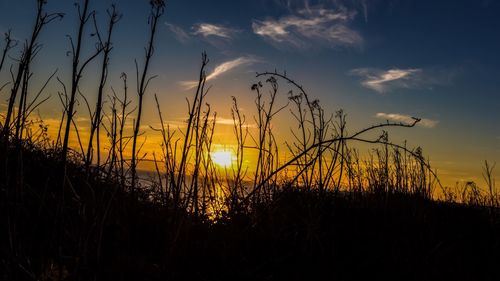 Silhouette trees against dramatic sky during sunset