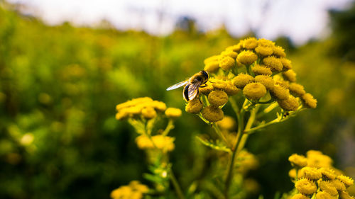 Close-up of bee pollinating on yellow flower