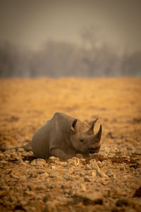 Black rhino lies among rocks near trees