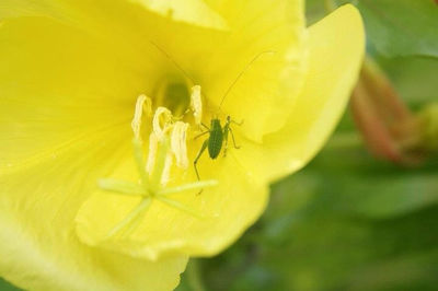 Close-up of bee pollinating on yellow flower