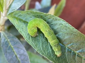 Close-up of insect on leaf