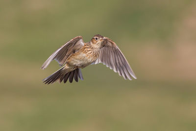 Close-up of eagle flying