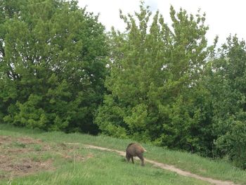 Dog standing on grassy field