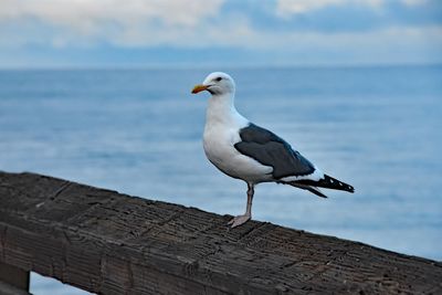 Close-up of bird perching on shore against sky