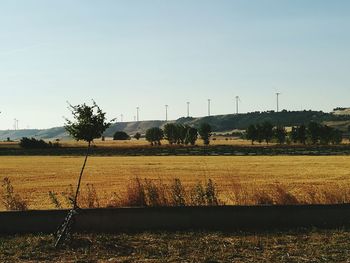 Scenic view of field against clear sky