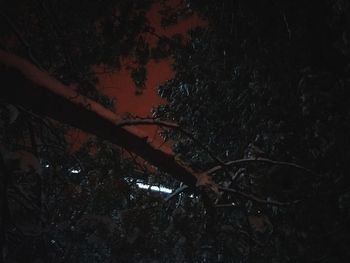 Close-up of tree in forest at night