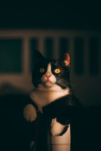 Close-up portrait of cat at home